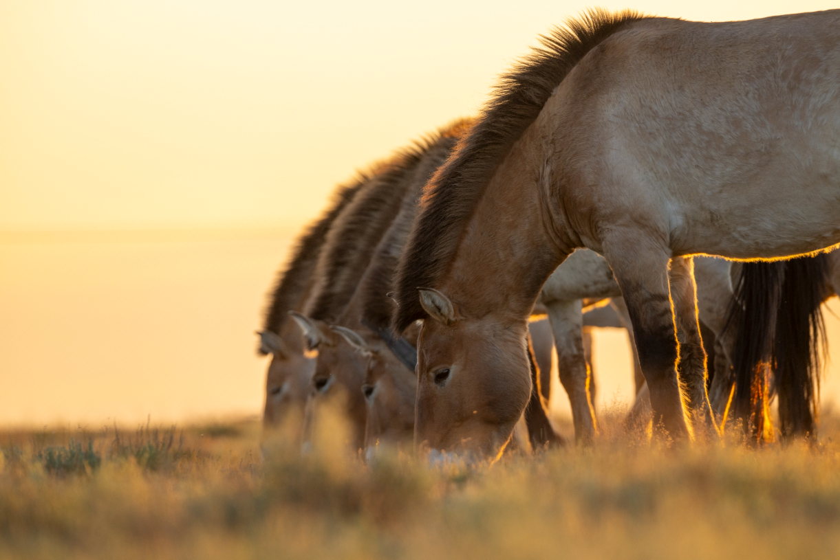 Sự trở lại ngoạn mục của loài ngựa hoang dã cuối cùng